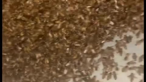 The constant buzz must’ve driven the homeowner mad Via beeleafusa
