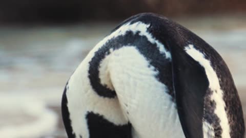 So cute। Penguin 🐧