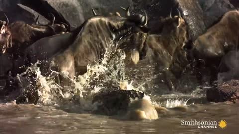 This Is Why You Should Never Anger a Hippo