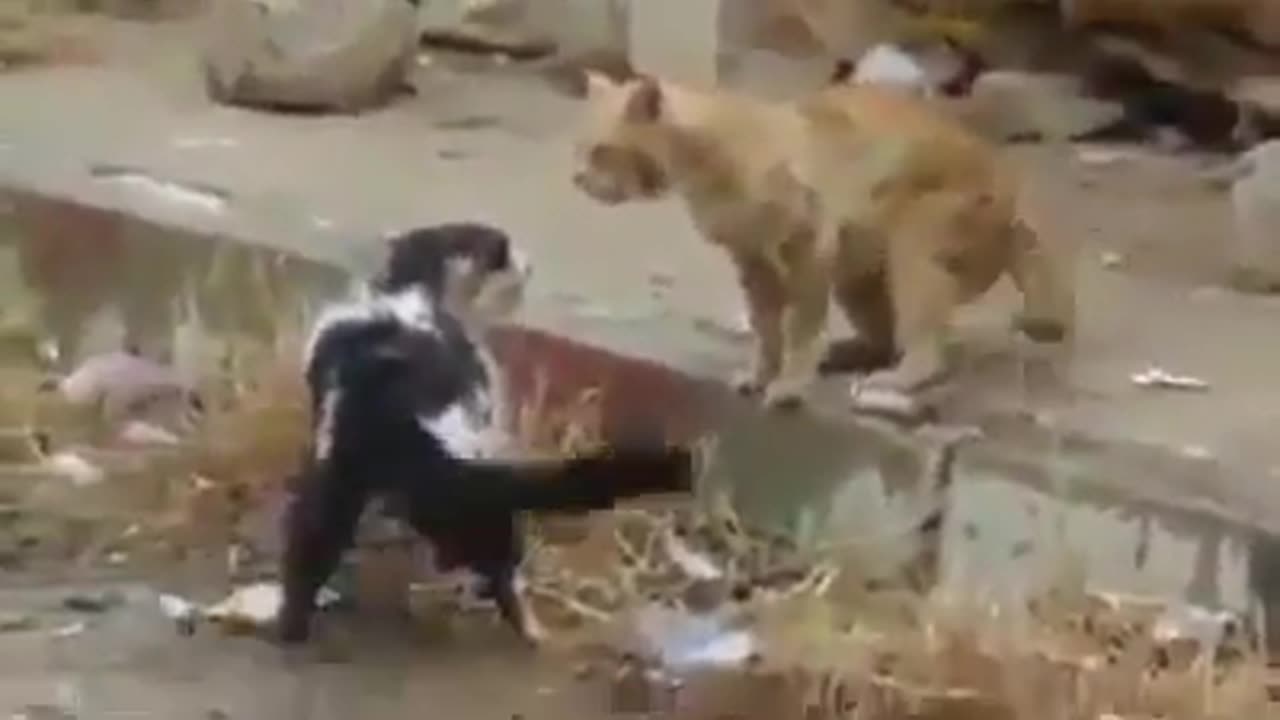 Cats fight to death do not surrender