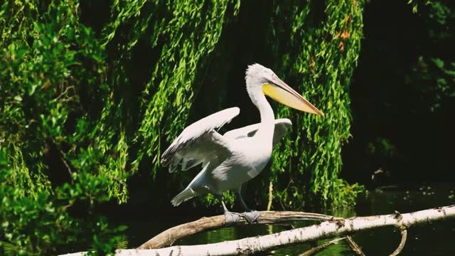 Pelican in nature