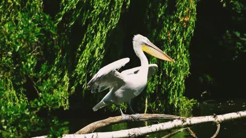 Pelican in nature