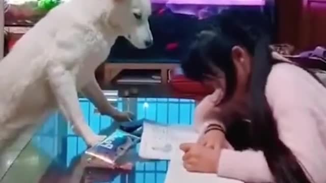 Animals never fail to make us laugh Super funny animal compilation, 🐶Confuse Behavior