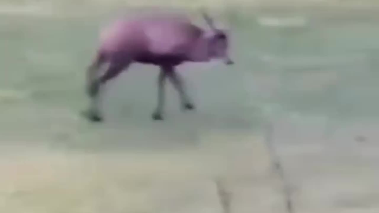 Amazing Deer Scores Goal and Celebrates in Style!