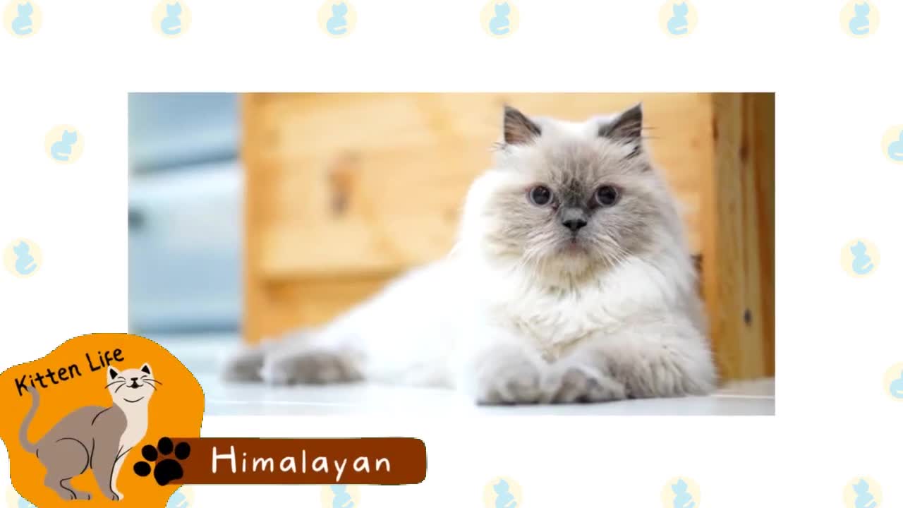 16 beutiful colour point cat