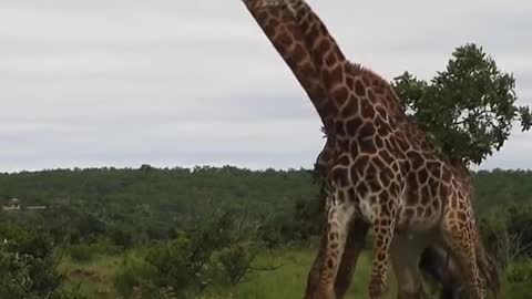 So this is what a giraffe fight looks like 🤔