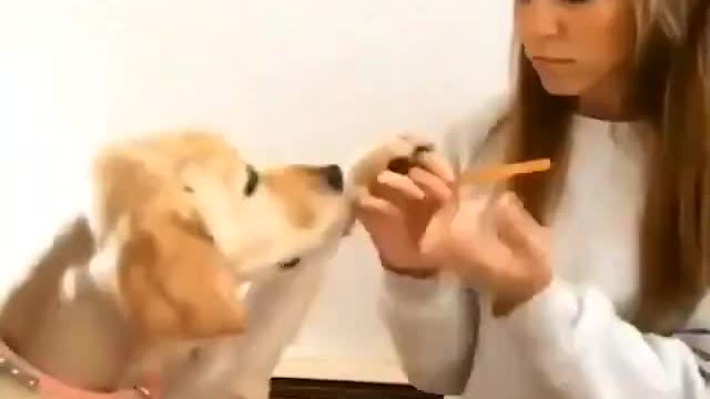 Câozinho quer lixar as unhas