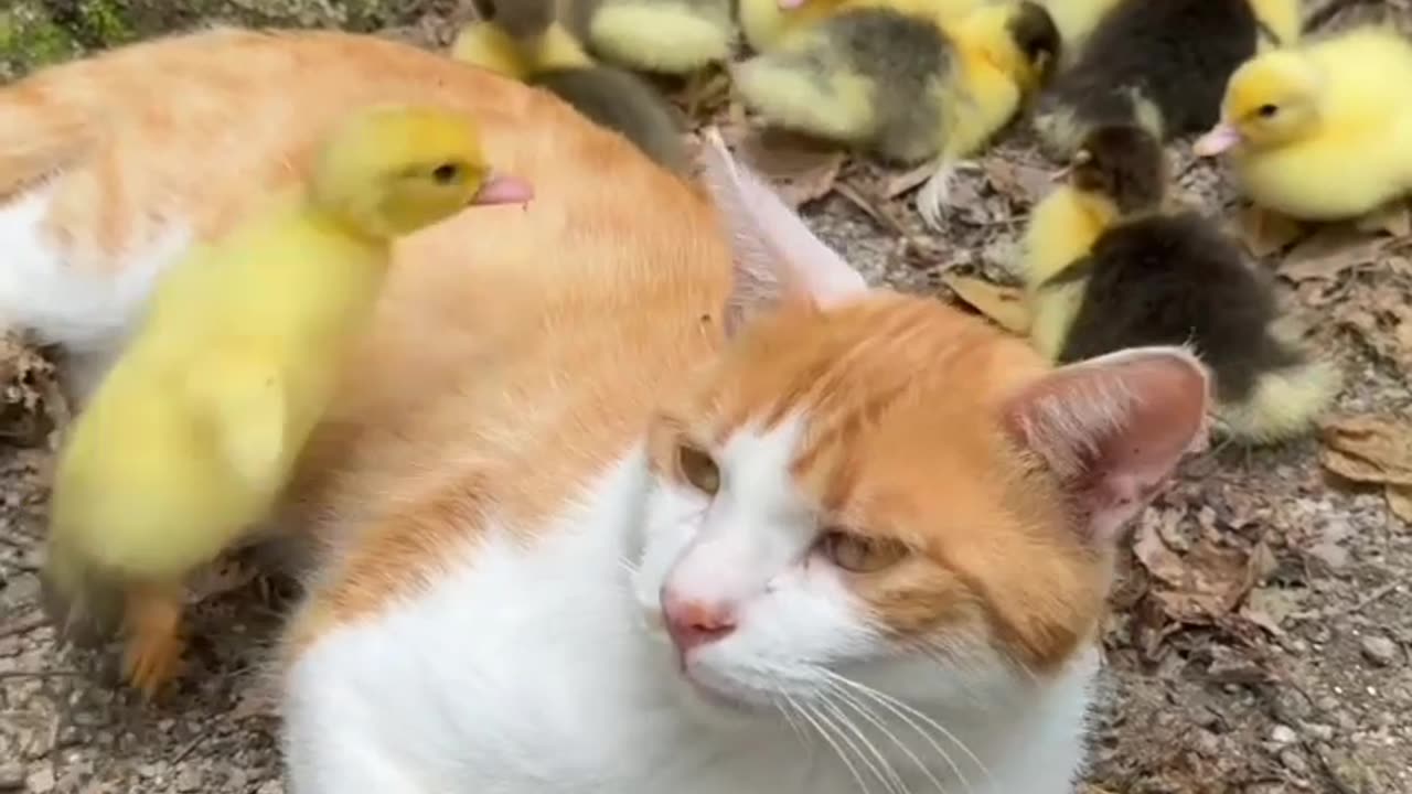 Cats and chickens friendship, 😁friendly cats