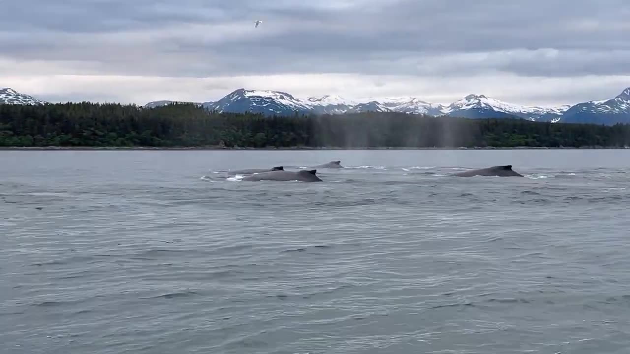 Humpback Whales Bubble Netting - Juneau, AK