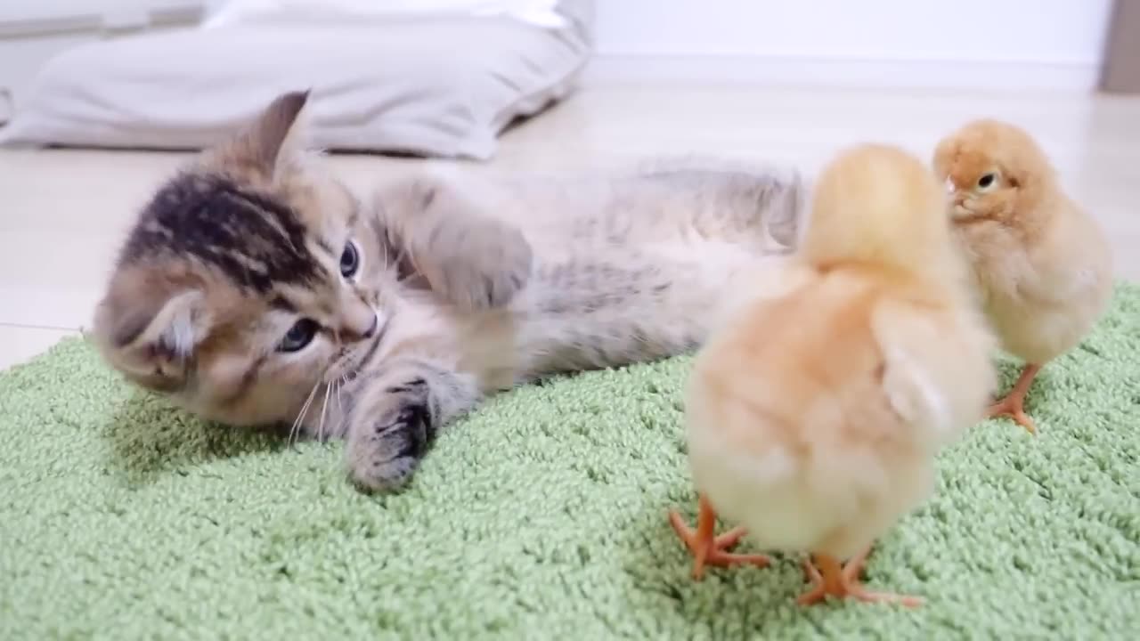 Kitten Kiki is sleepy, but the chicks wake her up - 2024