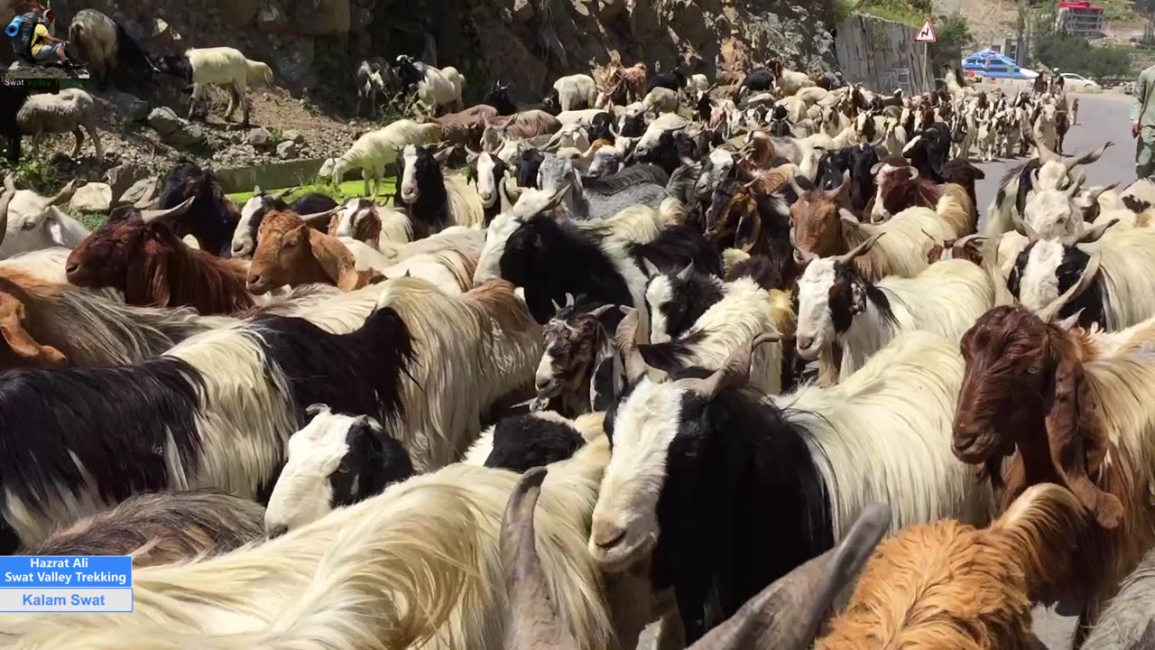 Return of shepards from swat//سوات سے چرواہوں کی واپسی۔