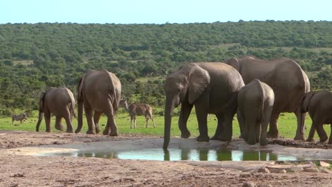 Elephant enjoy in wild #animal #Elephent #wildlife