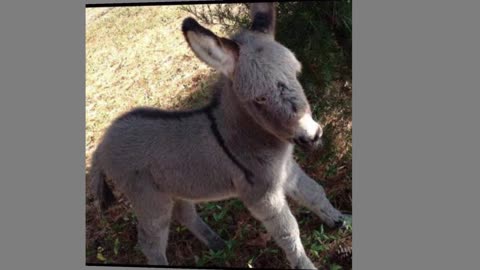 Cute Baby Donkeys