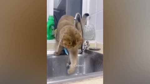Funniest Animals 2023 Best Funny Cats and Dogs Part 4 | Pet Elements