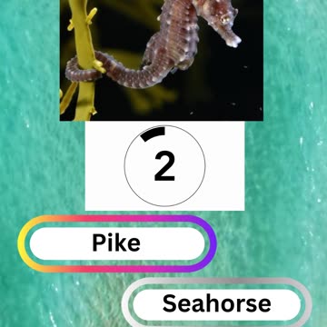 Fish Frenzy 18 A fast-paced quiz