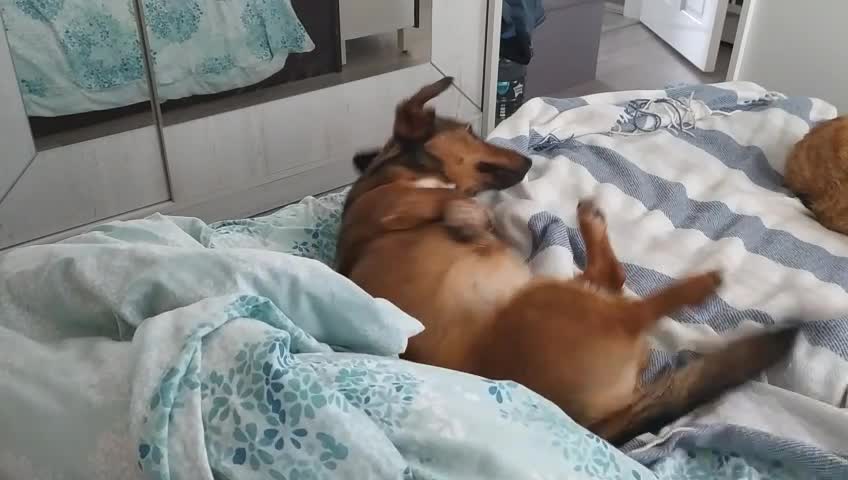 When the owner is away