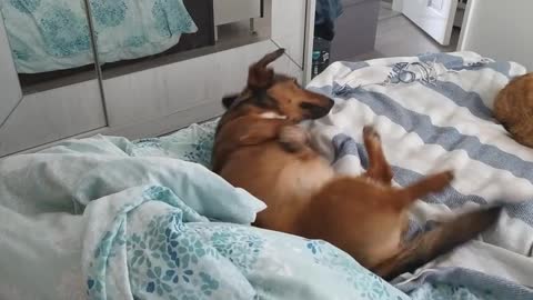 When the owner is away