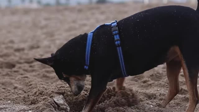 A Rottweiler dog digging!! Funny video!! Must Watch🐶