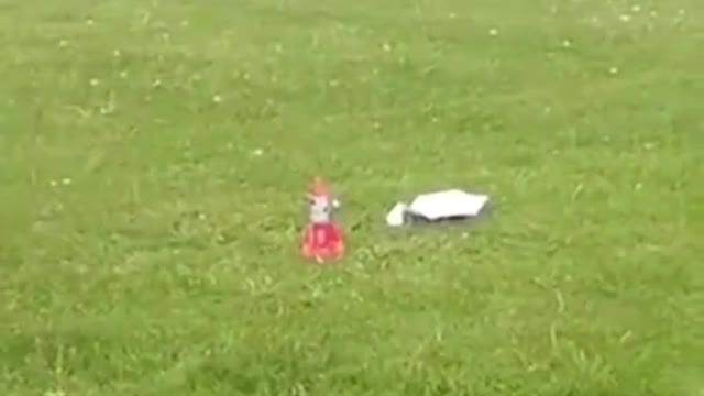 Little boy saves cat from science experiment