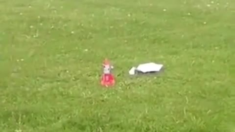 Little boy saves cat from science experiment