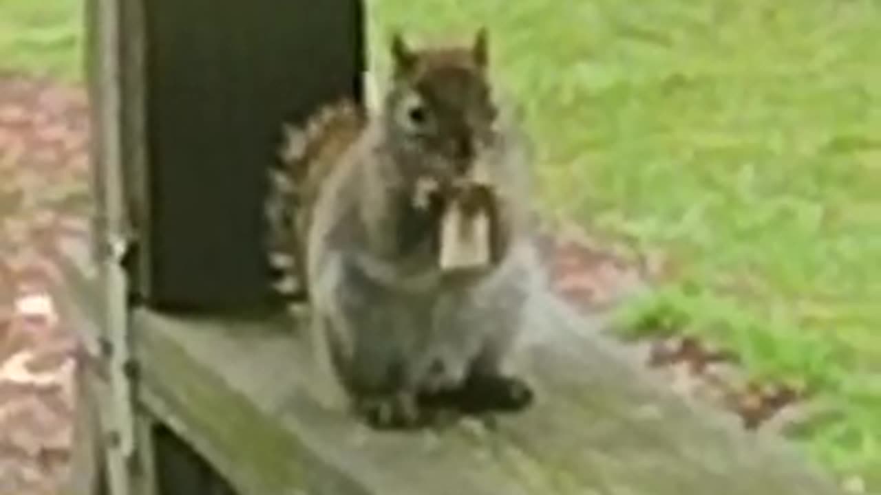It's Squirrel Again this time it's facing the Cam