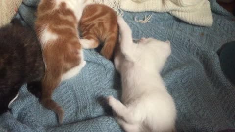 Fringes on the offensive! cute kitten play!