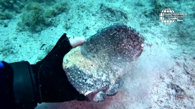 Diver finds Roman cargo from 2,000-year-old ship