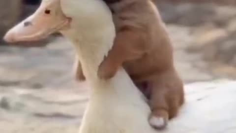 Duck and sweet Dog 🐶🐕 love . Heating together. Animal's Short video's