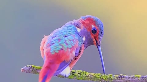 Colorful little bird