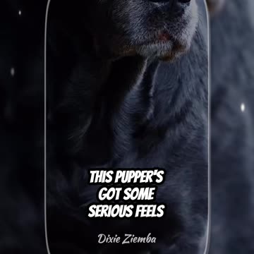 This pup is feeling all the emotions 🐾❤