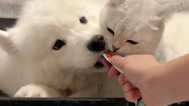 Pet collection, cat, dog, forced kissing