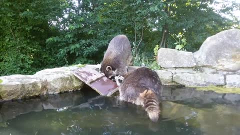 Streit unter Waschbären im Wisentgehege Springe