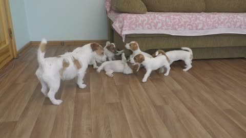 Mommy Jack Russell terrier plays with puppies. Jack Russell Puppies playing with