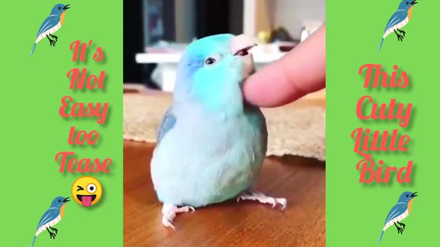 It's Not Easy to Tease , This cute Bird | watch a very cute video