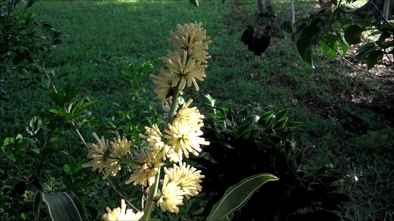 Corn Plant Blooming Time Lapse Video