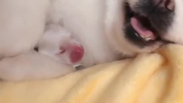 Cute baby dog funny videos