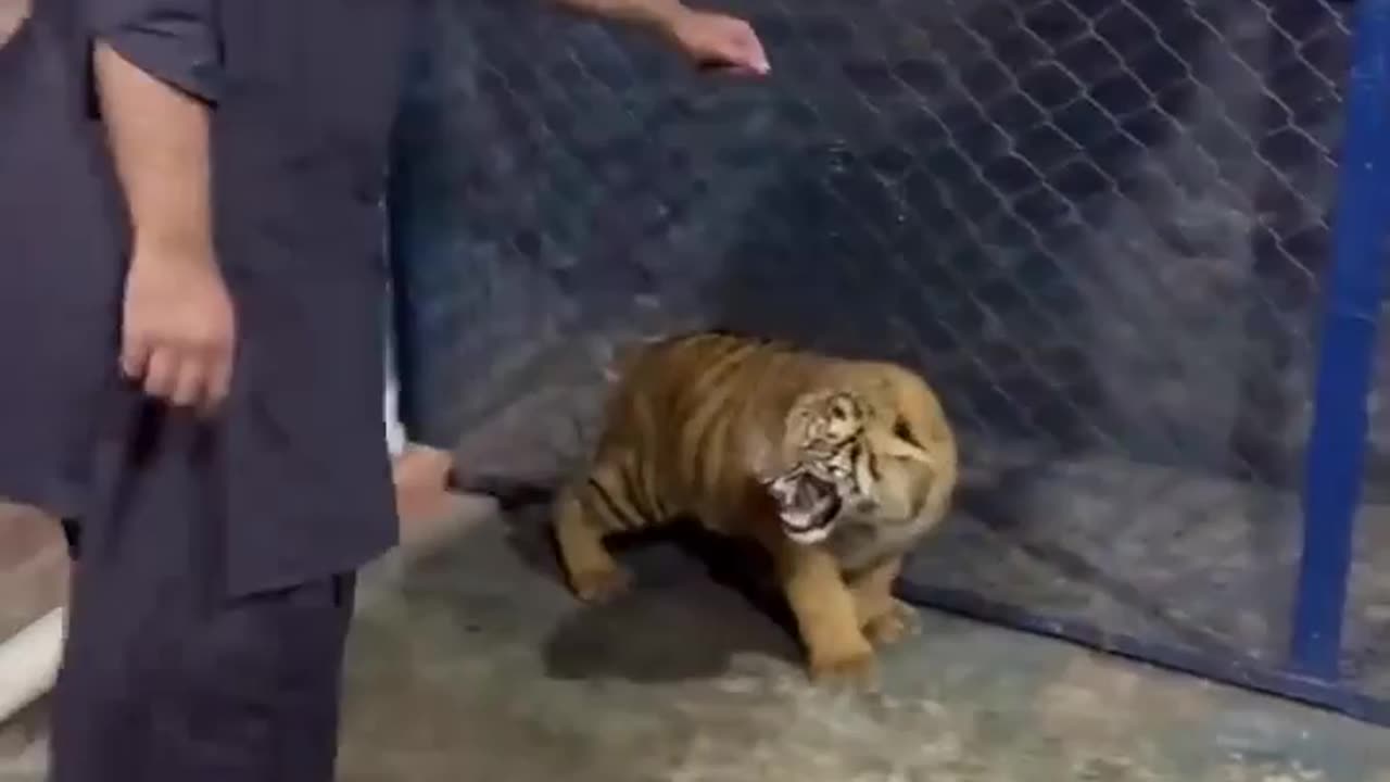 Cheetah 🐆 🐆 lover