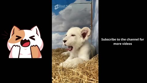 Cute Wild Babies!! Funny Animal Videos Compilation