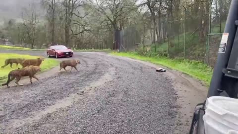 Unick video of Indian national Park