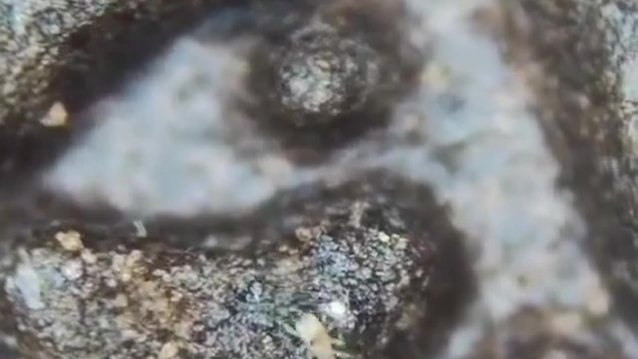 Oreo under microscope