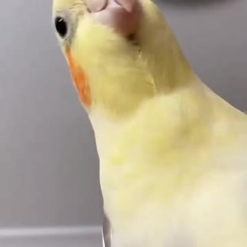 Cocktail bird shakes its head and sings at home