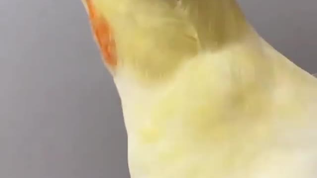 Cocktail bird shakes its head and sings at home