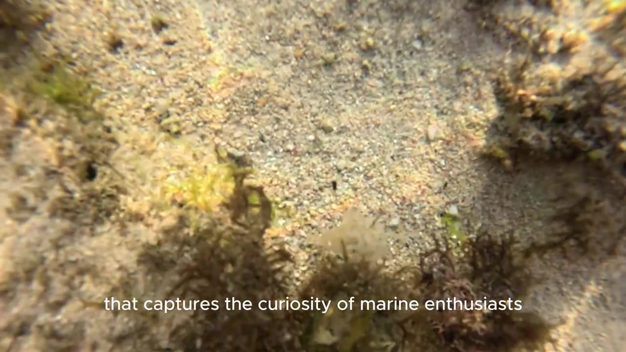 Bubble Algae one of the largest single-celled organisms in existence!! Very interesting find!