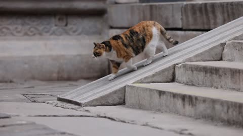 A cat came slowly down the steps