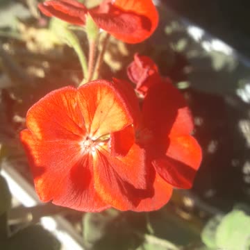 Geranium