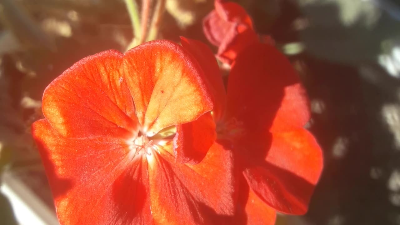 Geranium