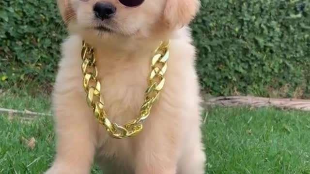 Is this a cool way to dress a dog?