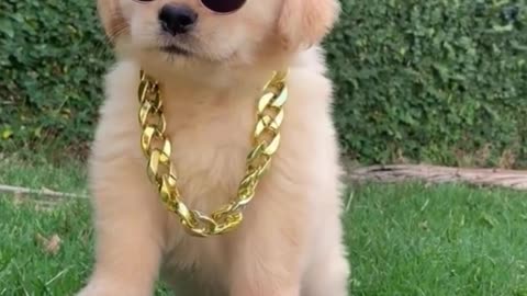 Is this a cool way to dress a dog?