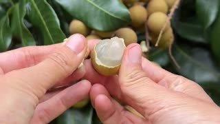 There’s nothing quite like eating a freshly picked longan 🤤