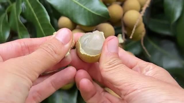 There’s nothing quite like eating a freshly picked longan 🤤